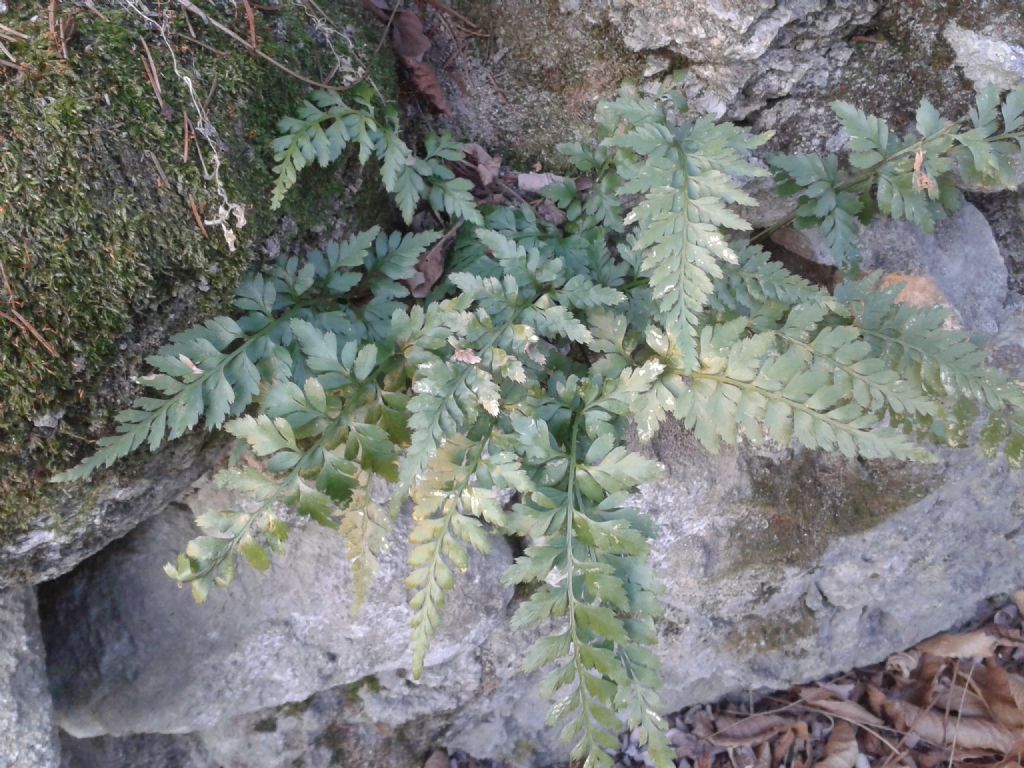 Asplenium cfr. adiantum-nigrum